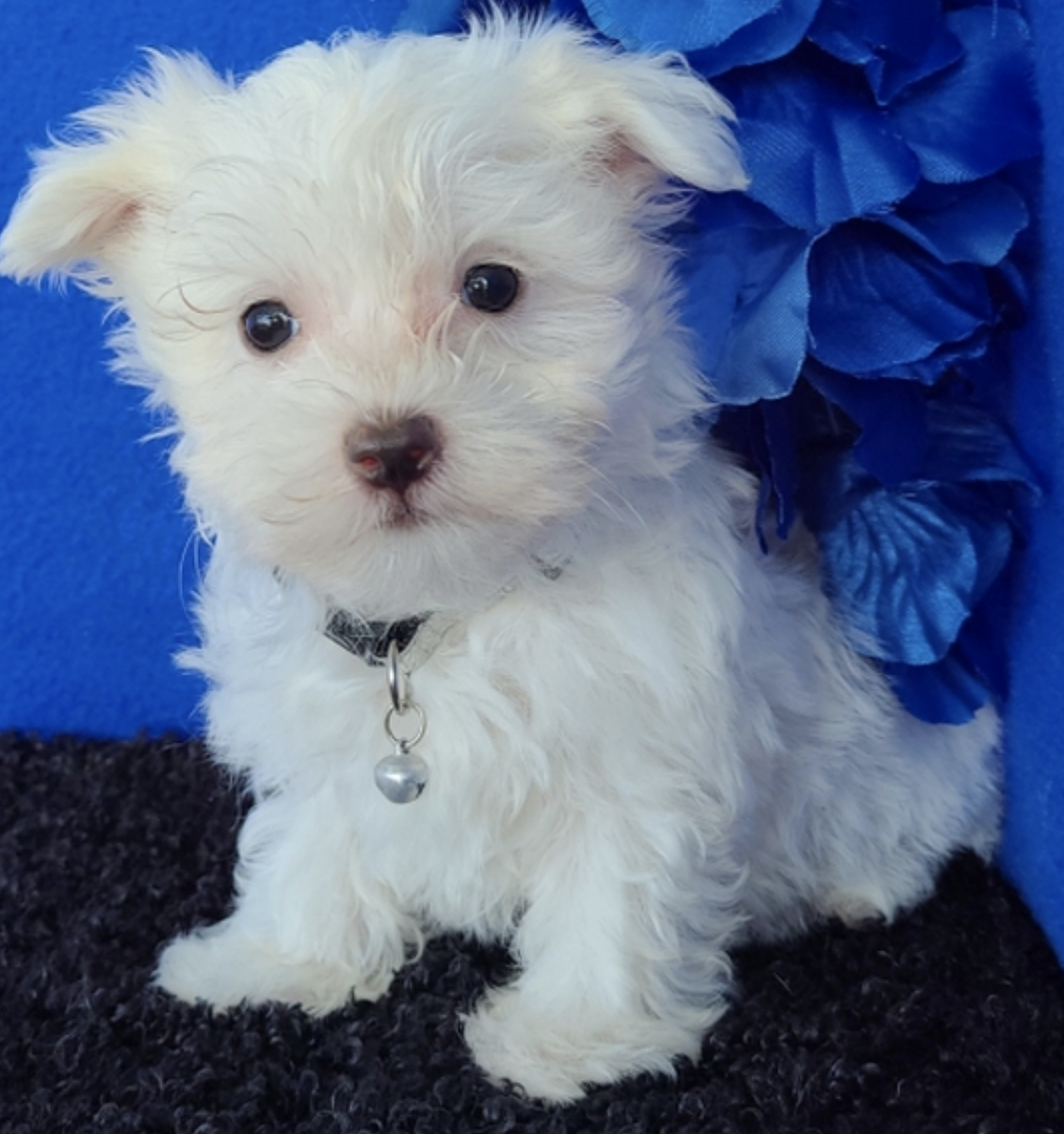 comprar cachorros sanos, baratos y asequibles para la venta